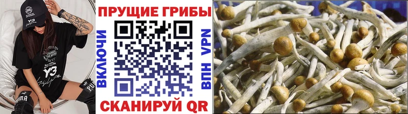 Галлюциногенные грибы прущие грибы  Куса 